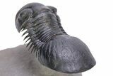 Flying Paralejurus Trilobite - Atchana, Morocco #230342-5